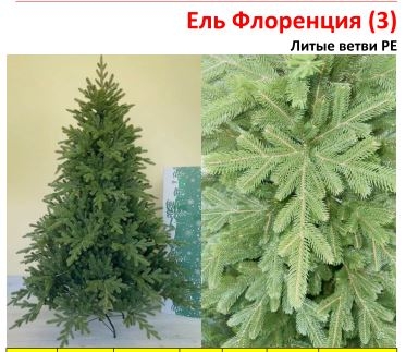 Ель Флоренция (3) Ель Флоренция (3)