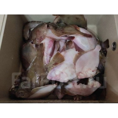 Камбала желтобрюхая 