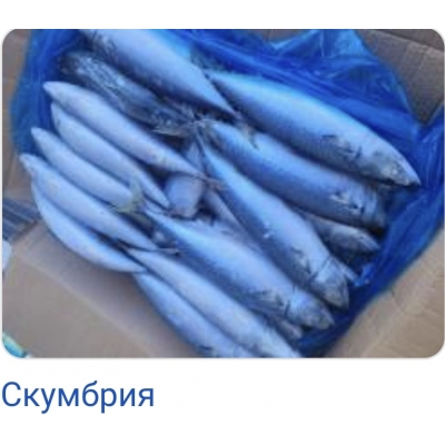Скумбрия L 20 кг 