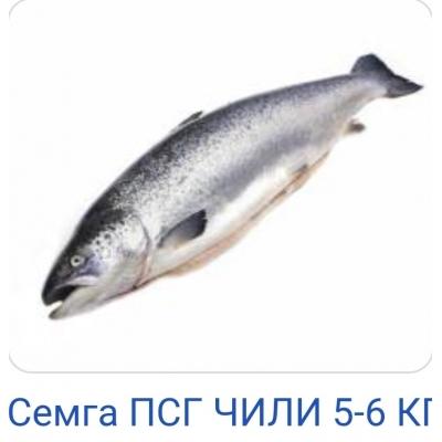 Семга ПСГ 5-6 р/вес 