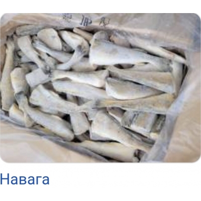 Навага без головы 22 кг
